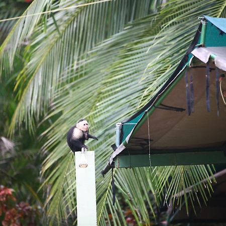 Matapalo  Rafiki Beach Camp المظهر الخارجي الصورة