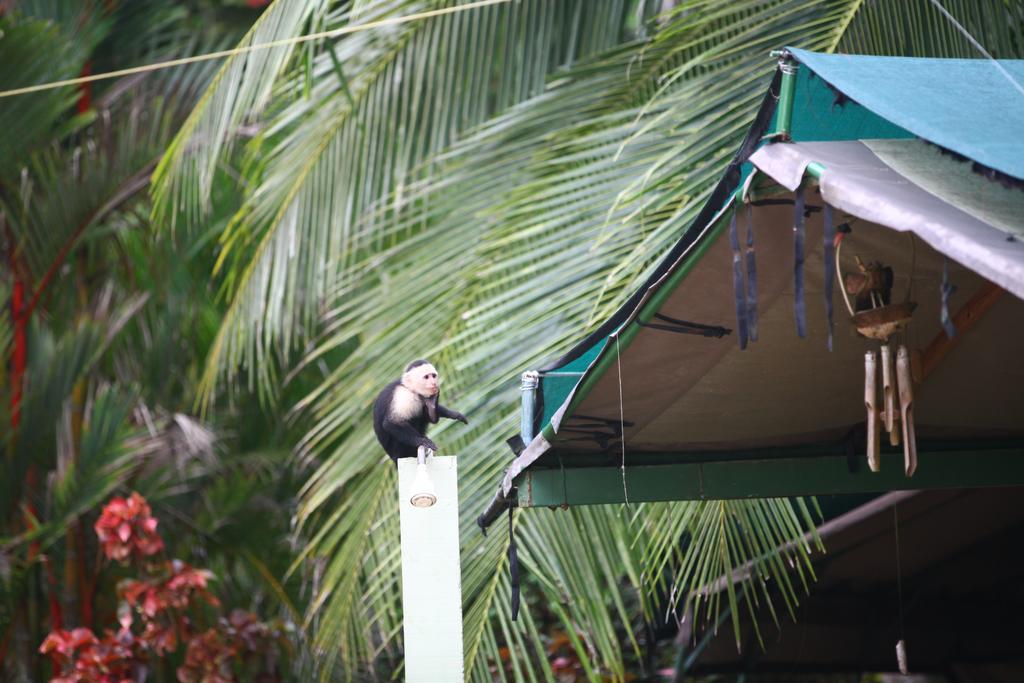 Matapalo  Rafiki Beach Camp المظهر الخارجي الصورة